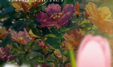 开云足球直播-运动精神的传承：体育界的正能量！