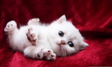 开云官网-字母哥状态火热，灰熊连续得分压制深圳队，一场跨越地域的篮球对话