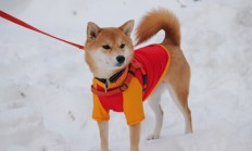 开云下载-当黄黑风暴遇见南美烈焰，卡瓦哈尔在多特蒙德对阵委内瑞拉友谊赛中点燃赛场