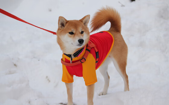 当黄黑风暴遇见南美烈焰，卡瓦哈尔在多特蒙德对阵委内瑞拉友谊赛中点燃赛场