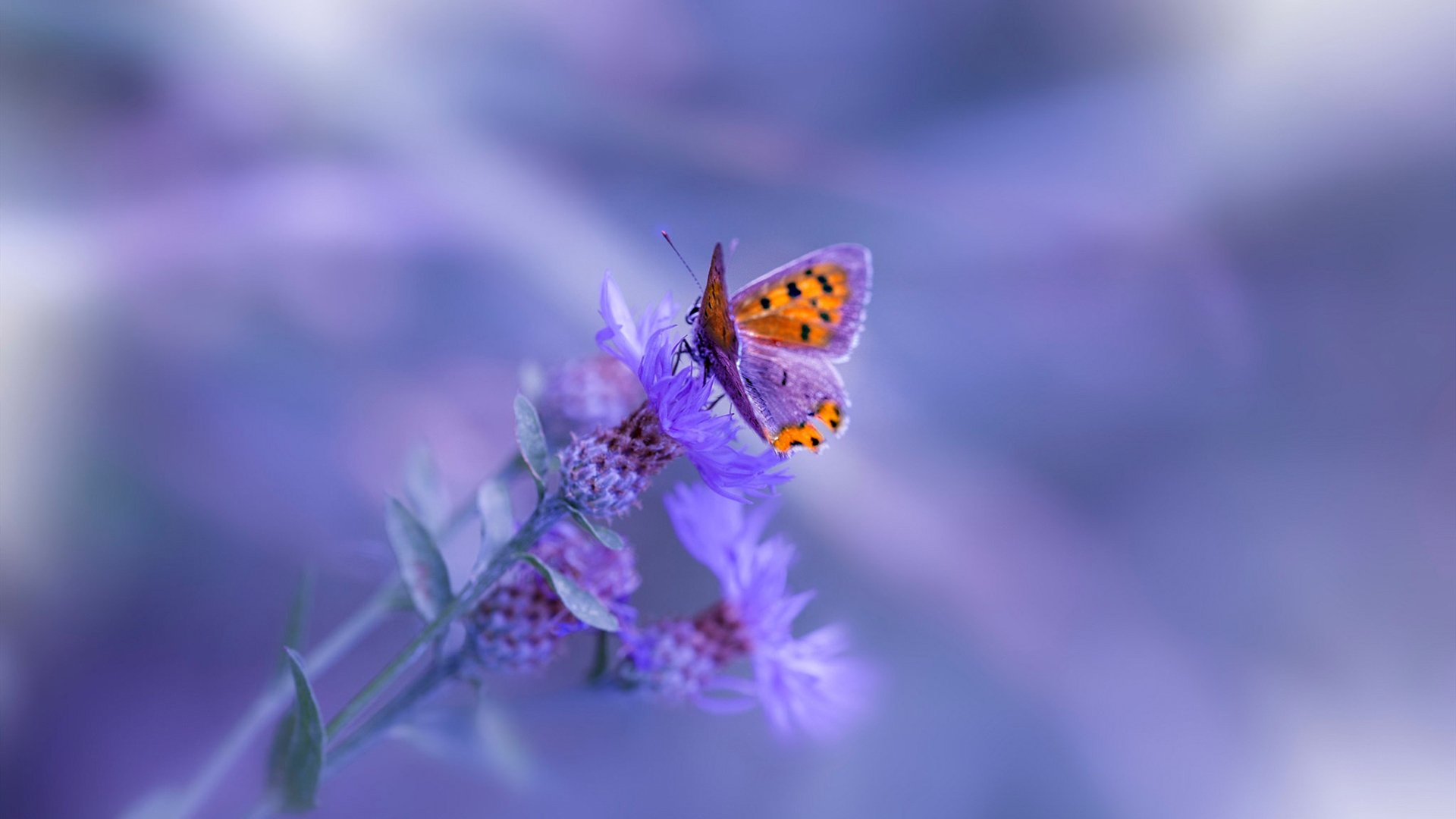 世界排名争夺战焦点战，奥地利逆转皇家社会，欧战版图再起波澜